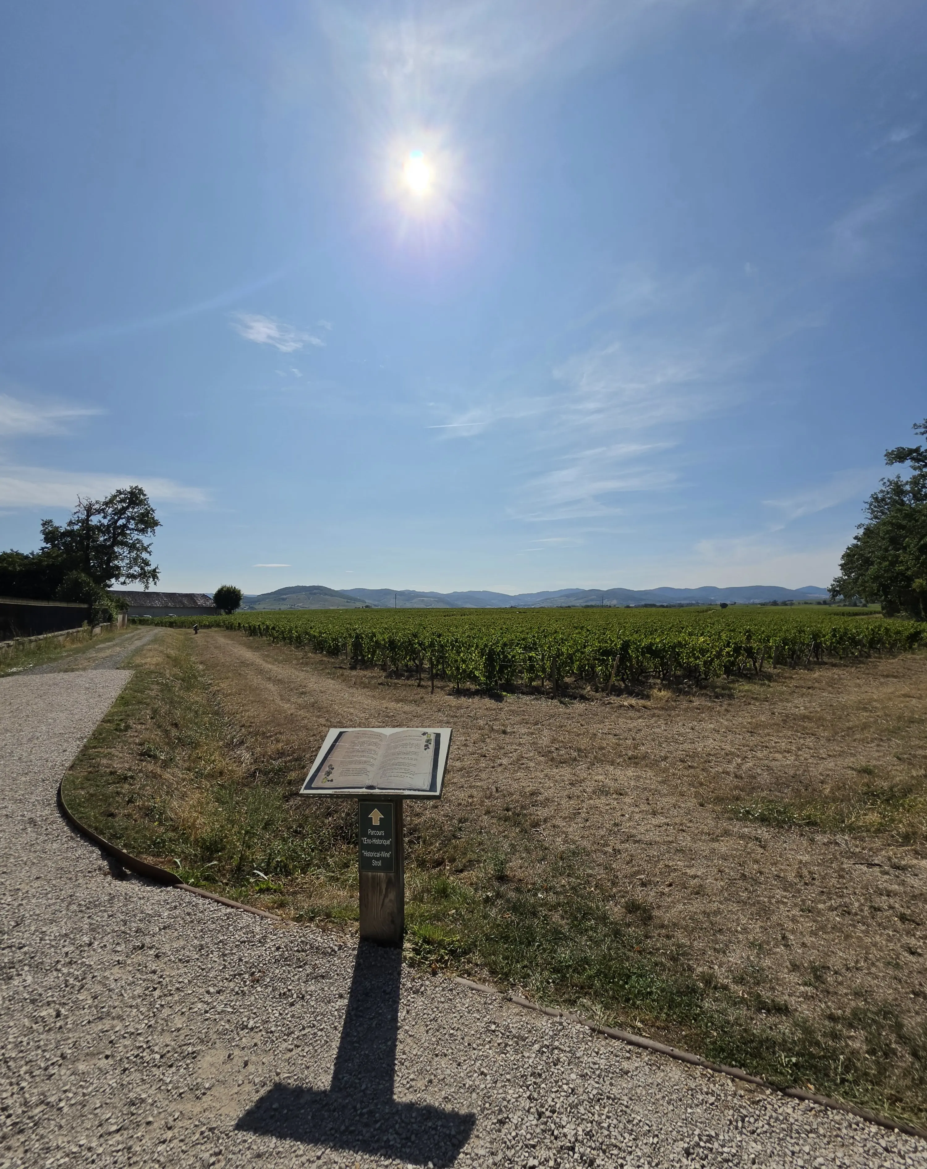 Vignes et paysage photographiés face au soleil avec le Galaxy Z Fold8