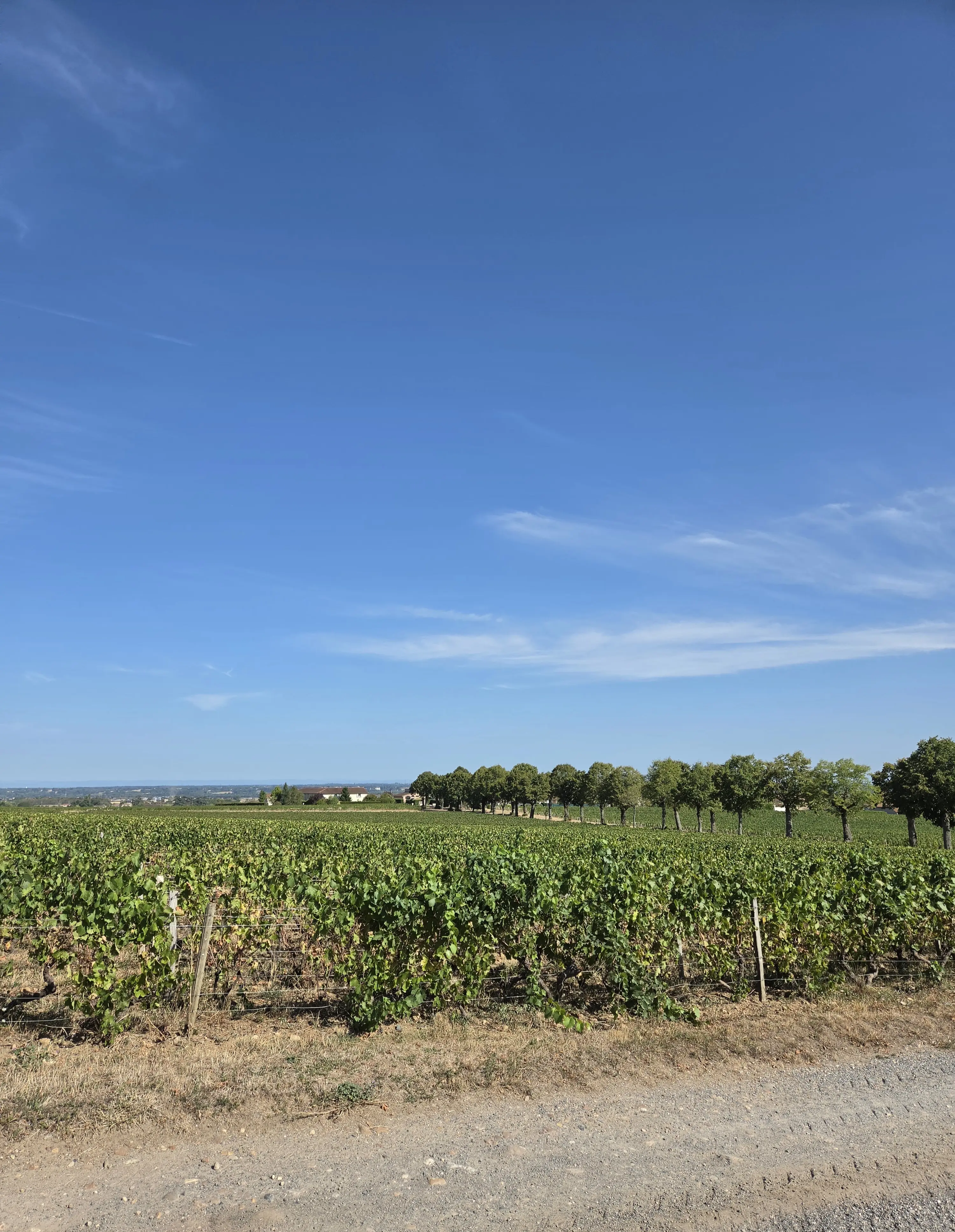 Vignes sous un grand ciel bleu photographiées avec le Galaxy Z Fold8