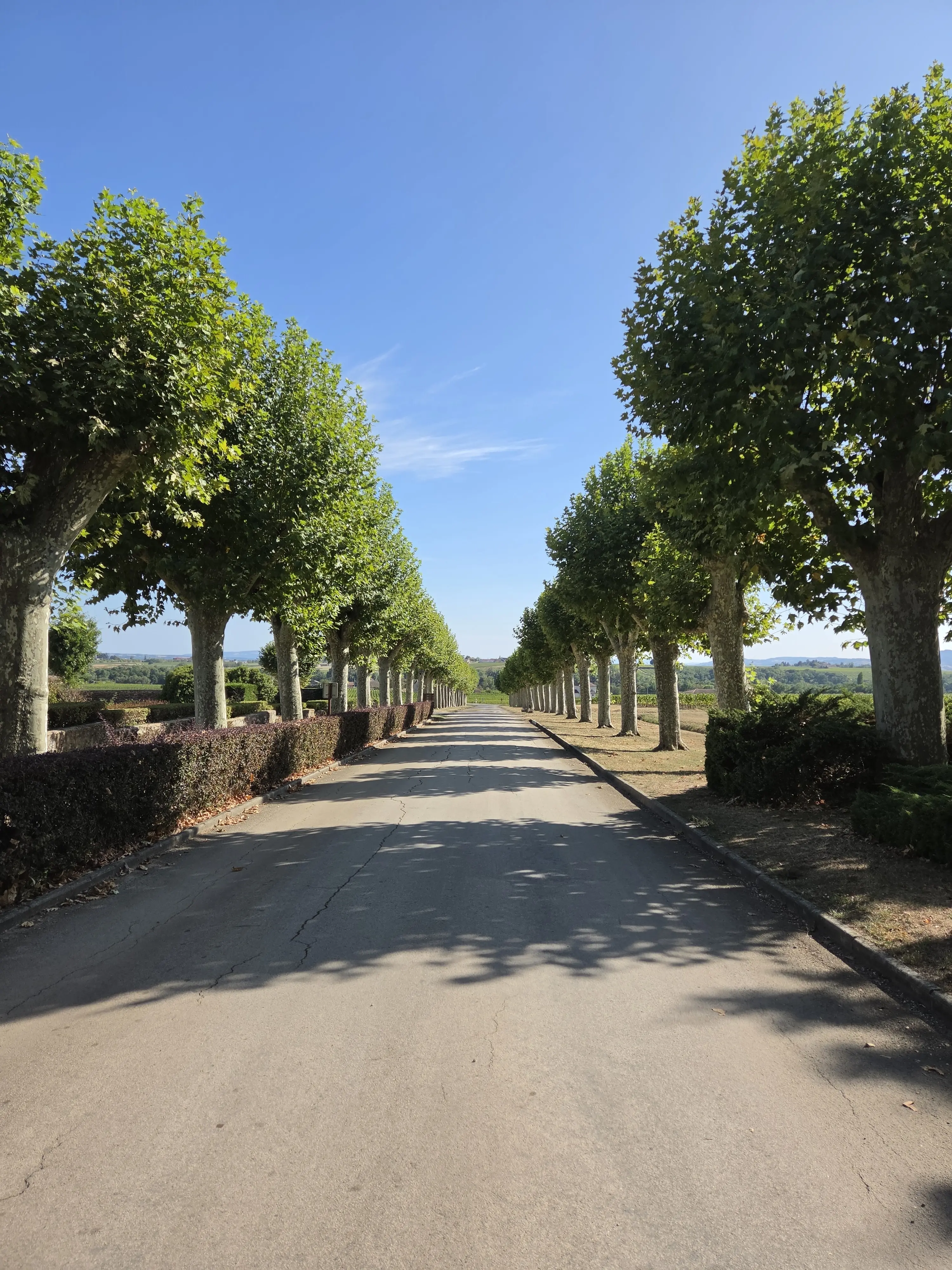 Longue allée bordée d’arbres photographiée avec le Galaxy Z Fold8